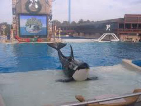 kosatce se nepovedl skok